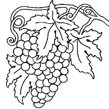 racimo de uvas para dibujar