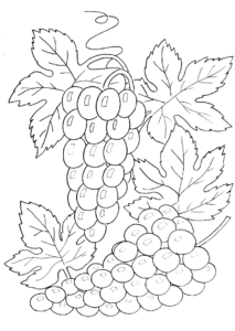 racimo uvas dibujo