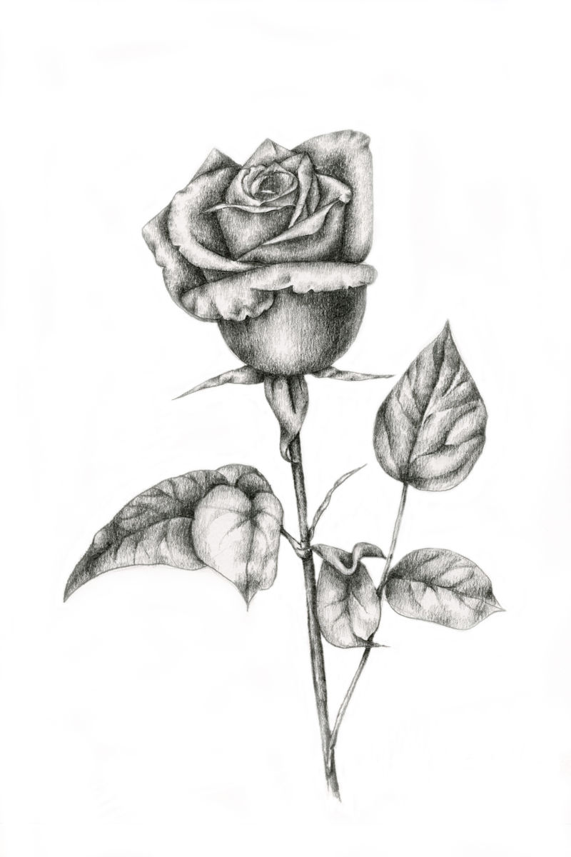 rosas para dibujar a lapiz
