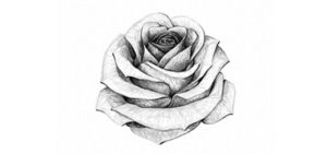 rosas para dibujar faciles