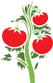 tomate en caricatura