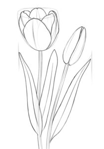 tulipanes imagenes