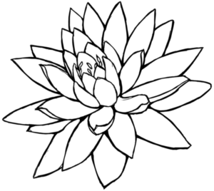 vector flor de loto